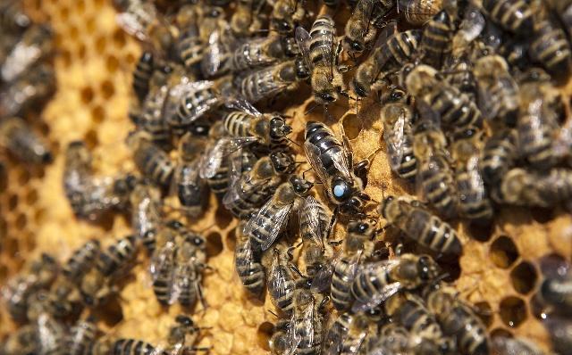 分蜂群如何快速找到蜂王,收到新分蜂未交尾蜂王群怎么管理