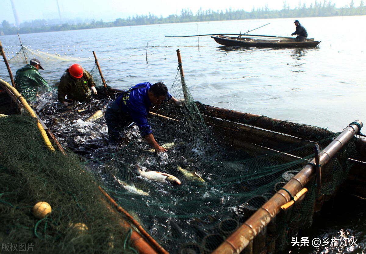 为什么有的养殖户会往鱼塘里撒尿素？怎样撒尿素才是正确的？