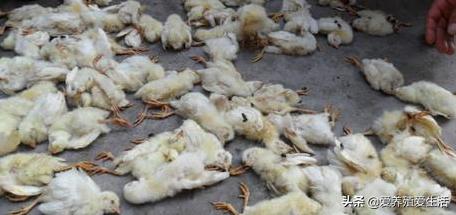 防止鸡中暑的有效方法,鸡中暑了怎么办最快解决方法