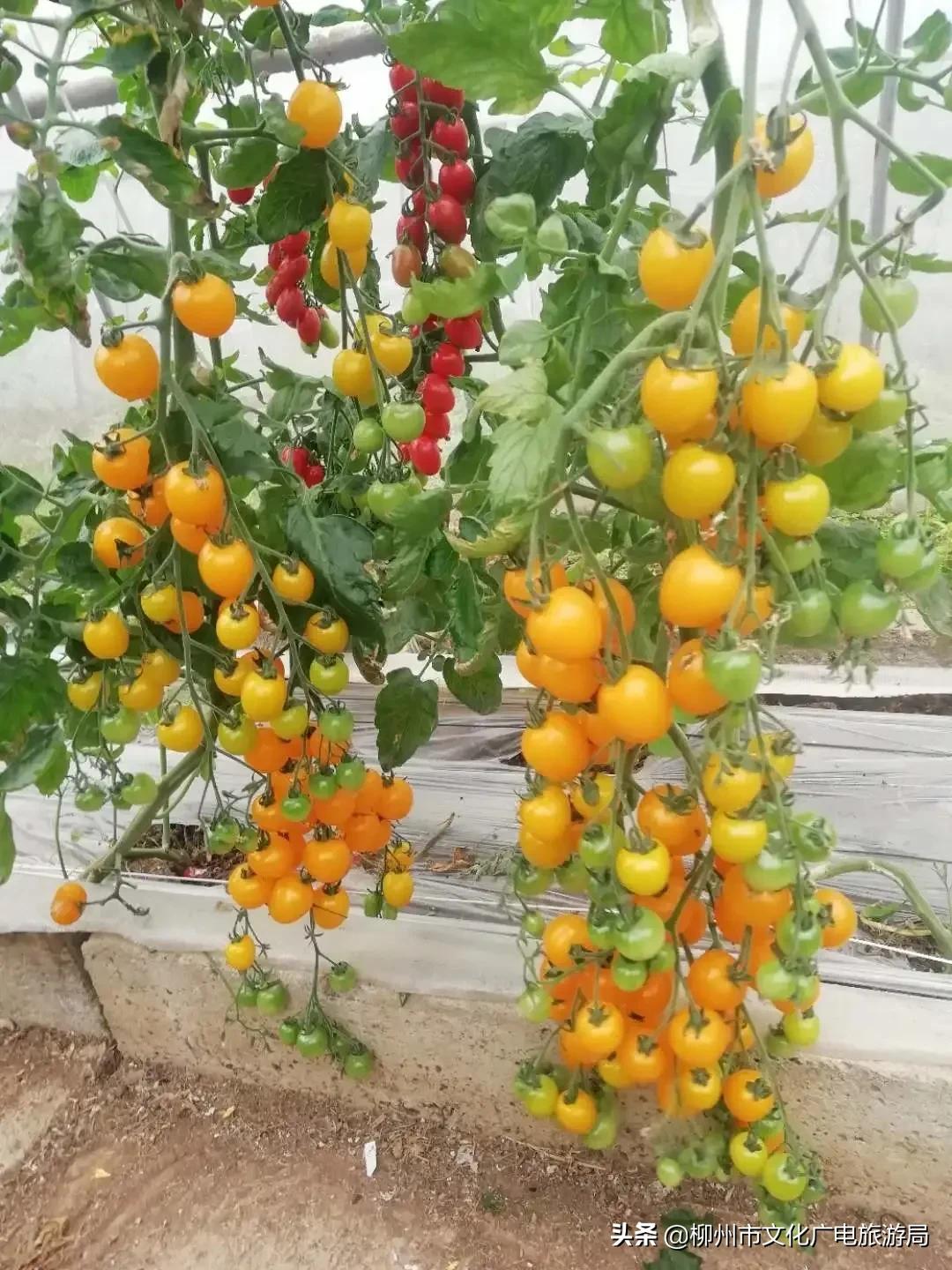 旅游农家乐,旅游休闲两不误