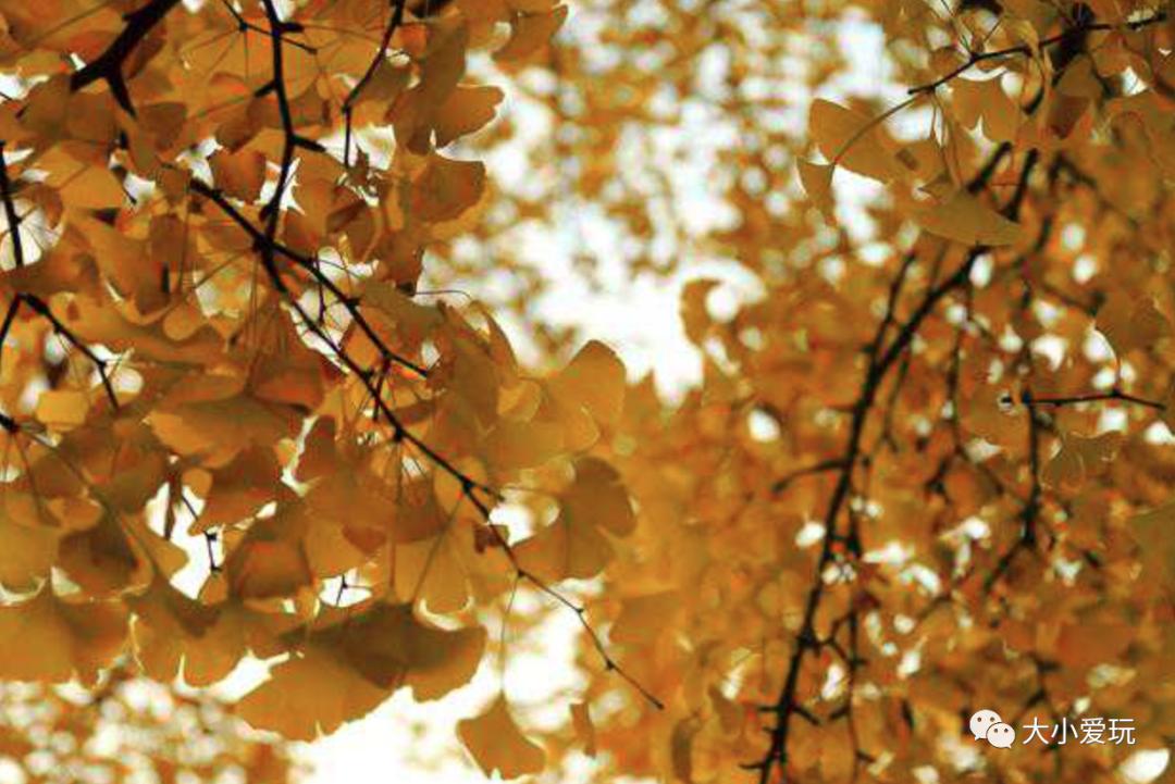 北京红螺寺银杏最佳观赏时间,北京赏银杏景区有哪些