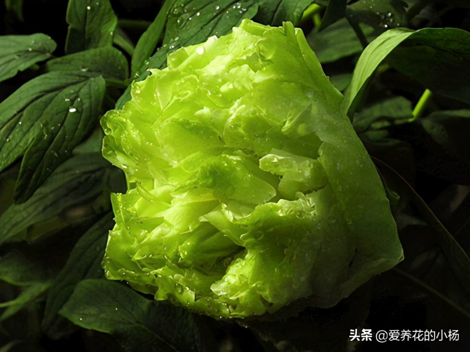 豆绿牡丹品种,好看的观赏牡丹品种