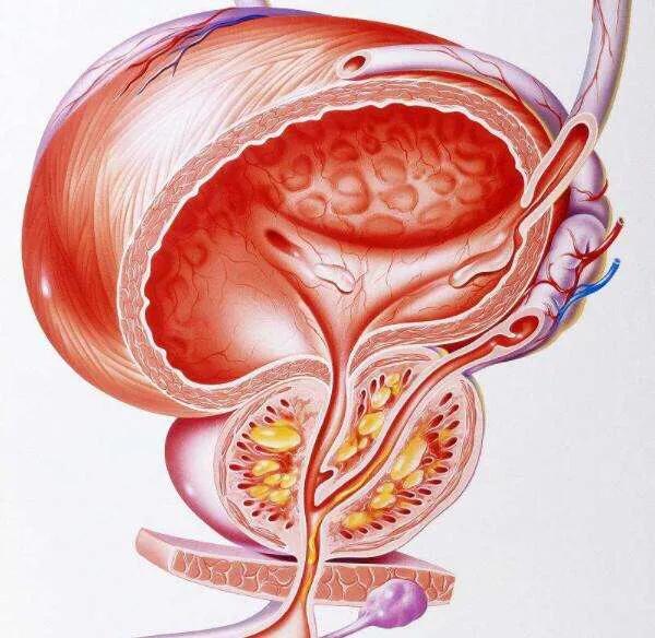 前列腺的生理功能是什么？前列腺为什么增生？