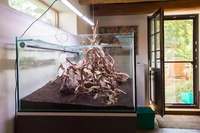 本色水景水草造景培训,本色水景水草培训