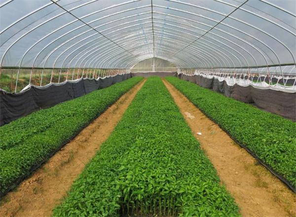 大棚辣椒的高产栽培技术,大棚辣椒高产的种植管理方法