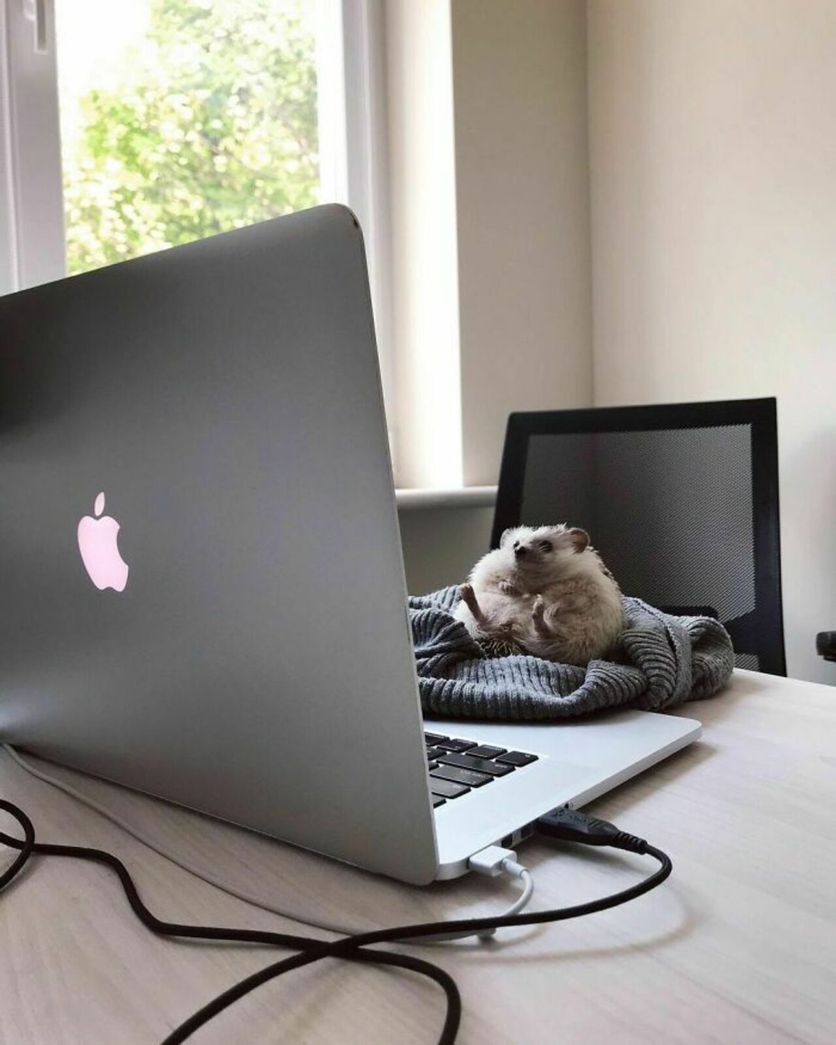 野生刺猬和宠物刺猬的图片,宠物刺猬的真实图片