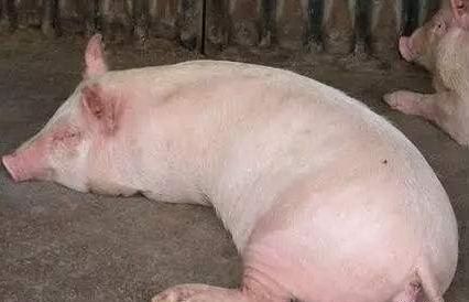 猪中暑高温最快的急救方法,山东夏季猪中暑