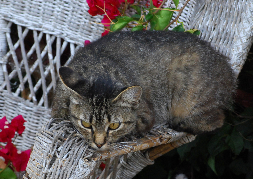 猫咪突然流透明口水怎么回事,宠物猫的口水