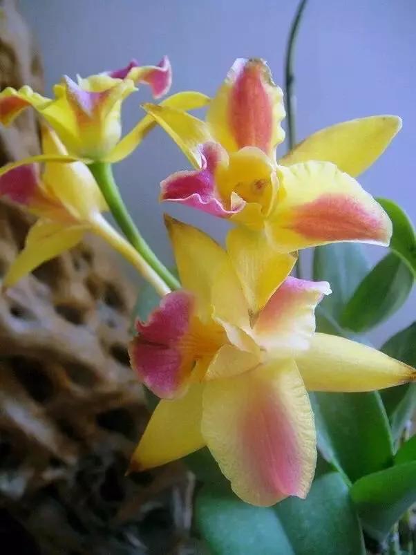 十大绝美兰花图片欣赏,南阳珍稀野生兰花图片