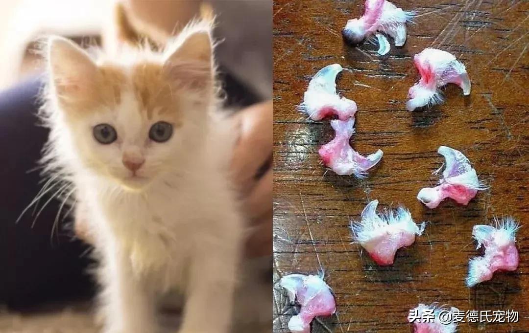 如何让狗子变得更听话,怎么让狗子越来越听话