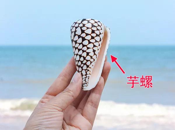 正品眼霜兰可欣,兰可欣眼霜用法