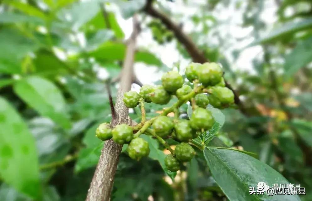 遇见康县丨遇见“万宝山”(一)