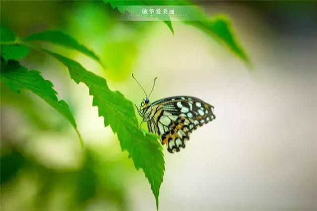 暹粒好吃的法国餐厅,暹粒哪个餐厅好吃