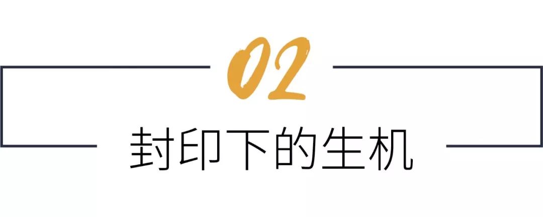 南极的神奇动物企鹅,南极生物图鉴