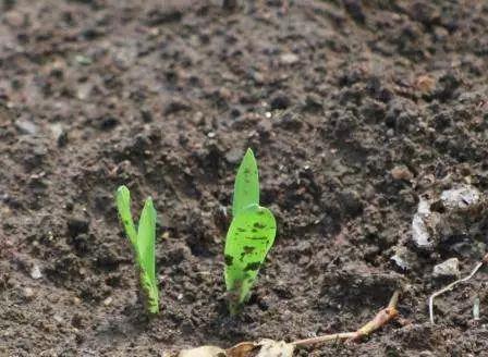 玉米抗旱吗多久不下雨会旱死,玉米播种二十几天了没出苗怎么办