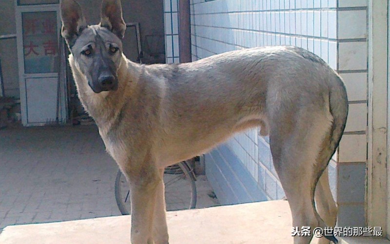 全球十大最凶猛犬类,全球最凶猛的狗排名