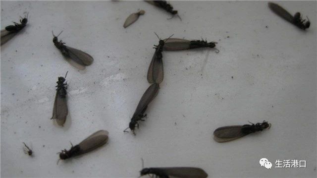 家里有小蚂蚁怎么彻底消除灭蚁药,家里房顶有蚂蚁怎样灭蚁