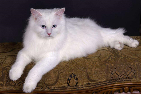 安哥拉猫适合吃什么猫粮,幼年波斯猫吃什么猫粮