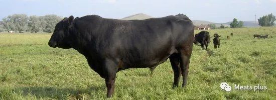 MeatsPlus超全牛排知识及攻略指南,上篇