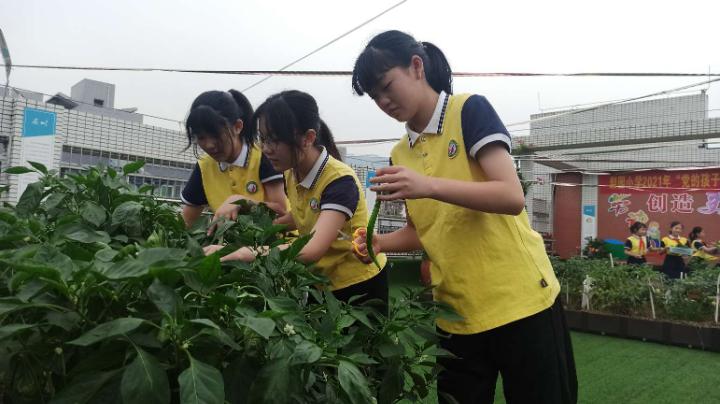 小学农耕节活动,梨树县首届农民丰收节
