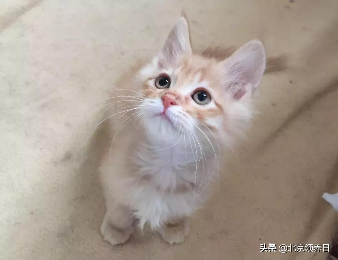 喵星人第二季,喵星人第2季免费观看