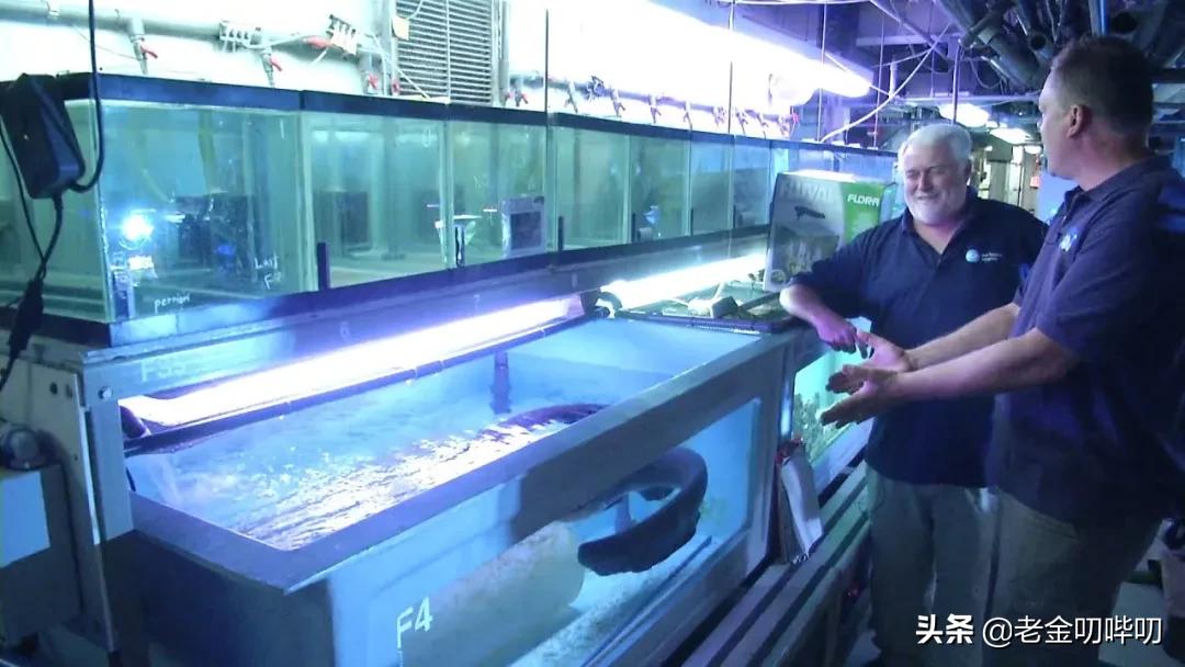 小伙玩了一下电鳗，直接口吐白沫倒下，我们该怎么和电鳗玩耍？