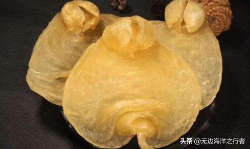 花胶的价格分析花胶多少钱一斤,花胶批发市场怎么选花胶