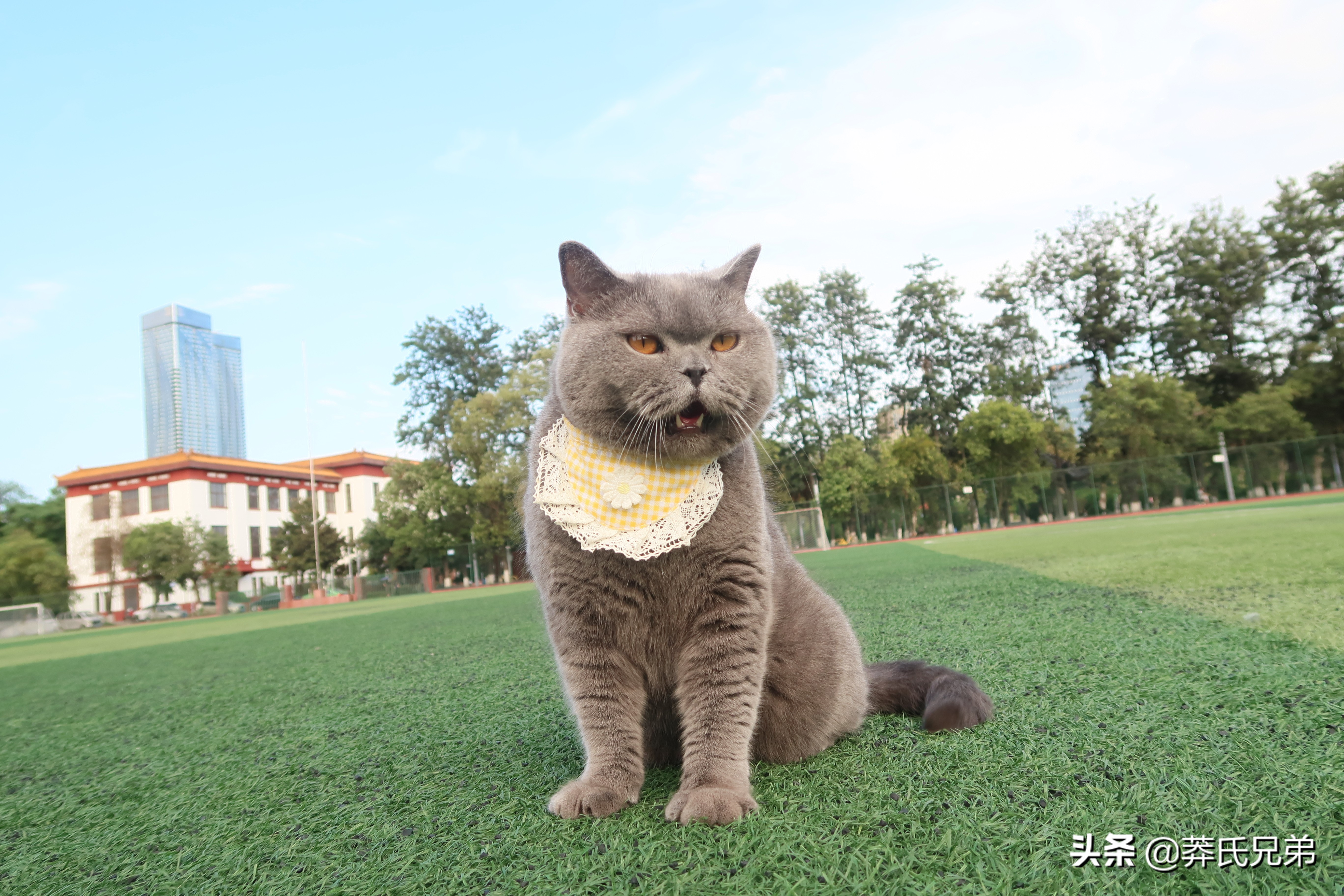 带猫去打篮球,带小猫咪去球场