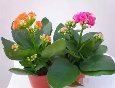 献给那些养花每次都养死的人文案,一直养死花但从未放弃养花