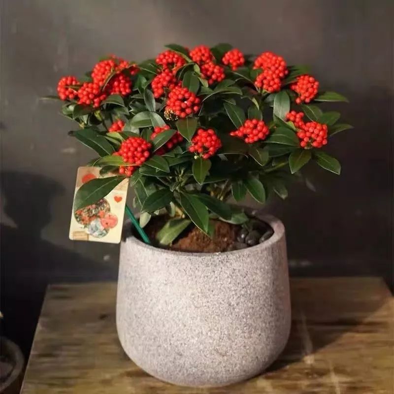 什么花喜庆又好养又好看,家养最旺财的十种花推荐