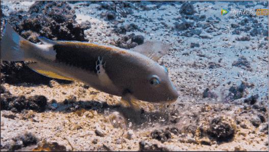 豆瓣netflix电影,bbc地球奇观纪录片