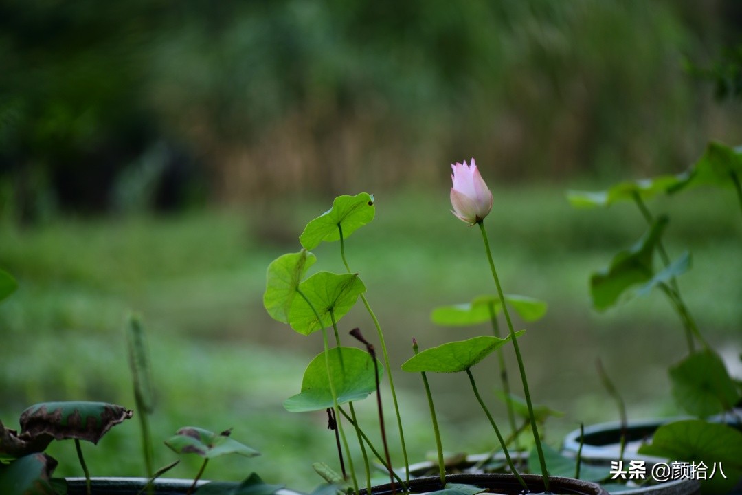 碗莲种藕生长到开花全过程,碗莲种藕到开花的过程