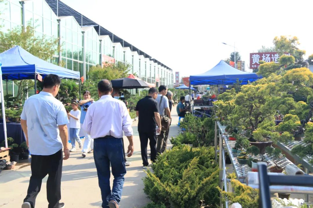 花木盆景活动,秋冬季花木节盆景展