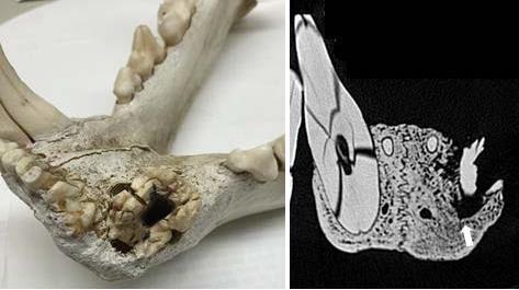 狮子VS豪猪，从非洲殖民时代说起，食人狮与豪猪也脱不开关系