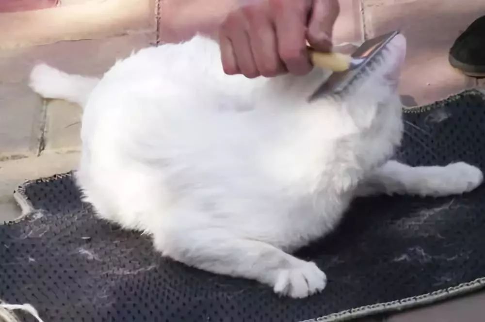 爱掉猫毛怎么办,如何彻底解决猫咪掉毛