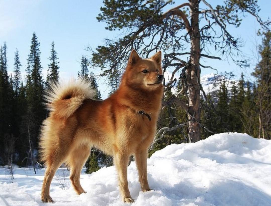 惹人喜爱的萌犬,萌犬