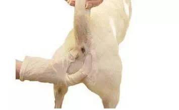 狗狗肛门腺发炎怎么治疗,狗狗肛门腺发炎的症状