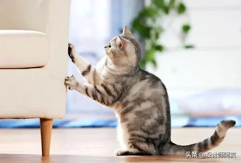 买沙发选乳胶还是海绵,买沙发买品牌好还是杂牌