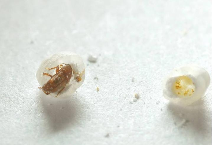 米罐里面有很多虫子,米罐里的虫子怎么去除