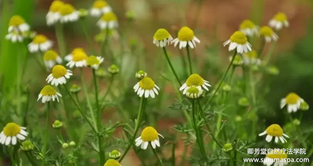 护眼玫瑰精油,补水鲜花纯露