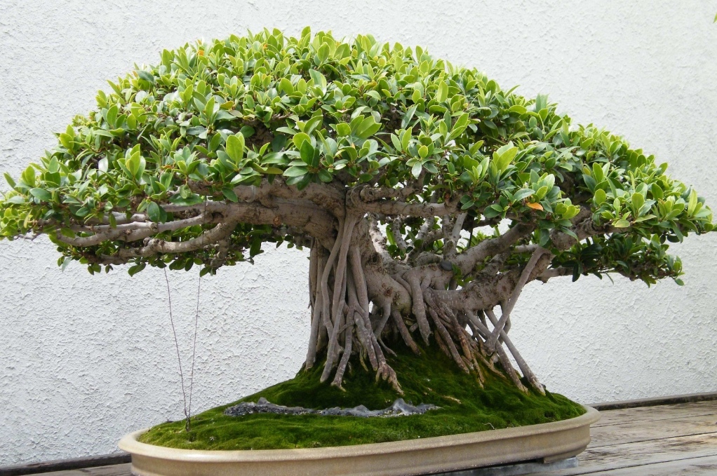 榕树盆景怎么养才能长得茂盛,养榕树注意事项和细节描写
