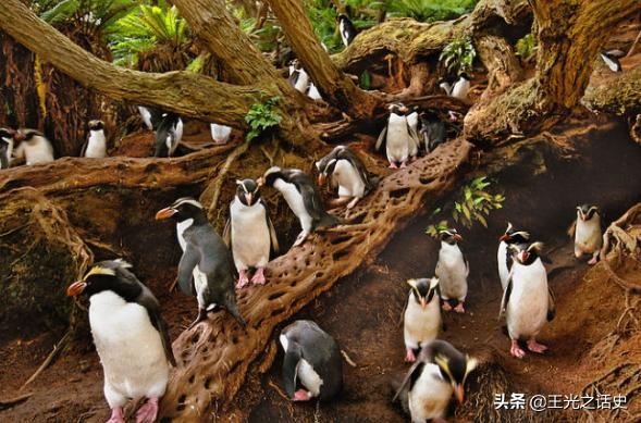 新西兰靠什么变成发达国家,新西兰是如何成为发达国家