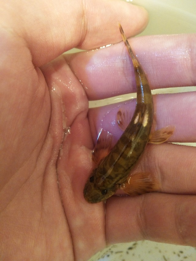 原生缸吸鳅推荐,鳅鱼能养在鱼缸里吗