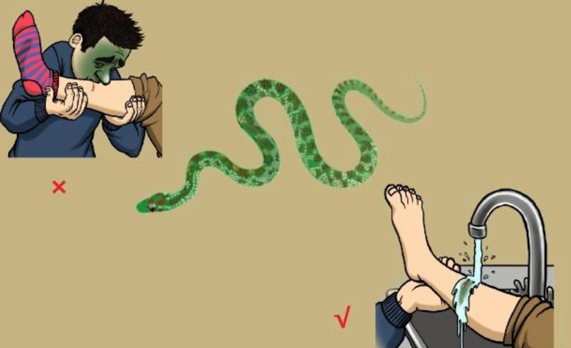 动物遇到危险会怎么做,野外遇到危险动物怎么办