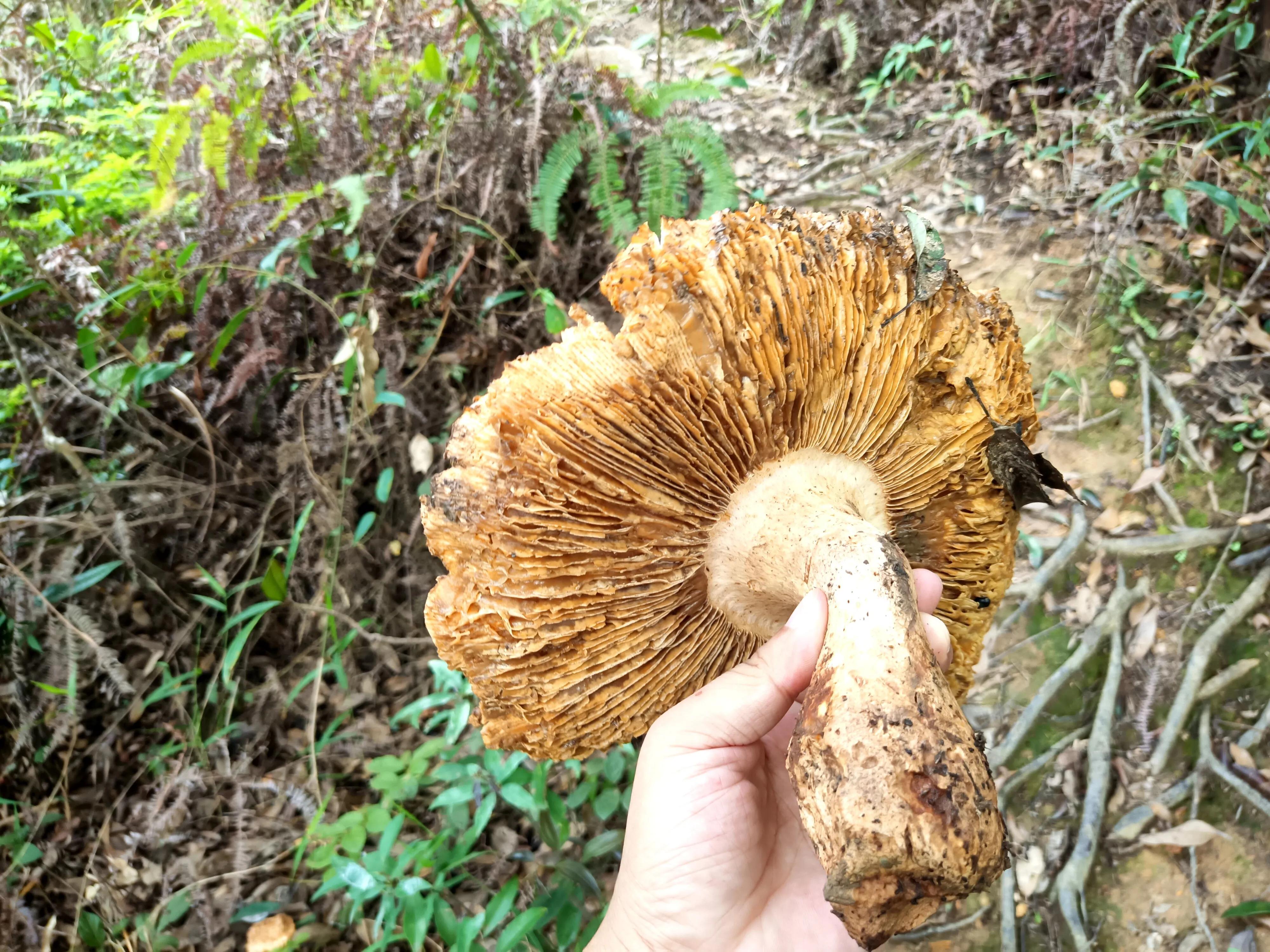 情人谷深圳,深圳情人谷绝情谷