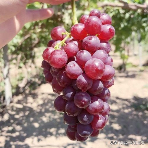 新疆哈密新品种葡萄,新疆新品种葡萄