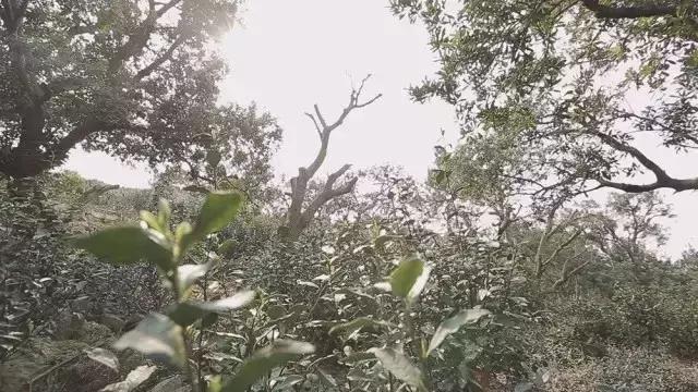 一个爱茶之人不能不去的地方,爱茶之人必去的九大茶区