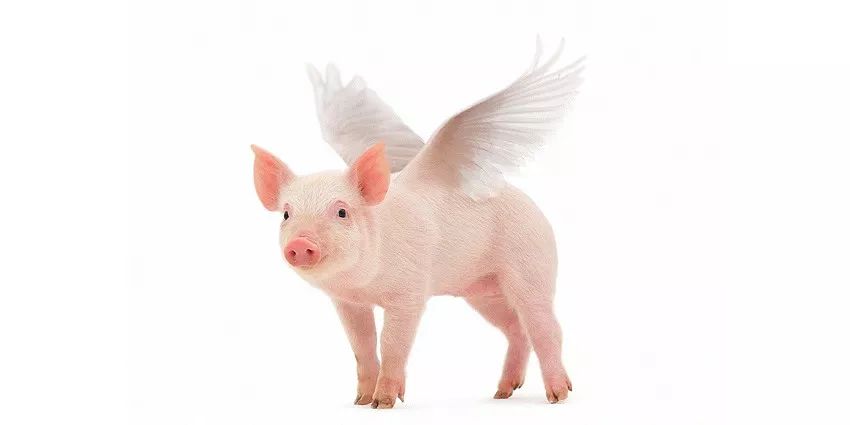 ps小猪怎么做,ps怎么合成驴子