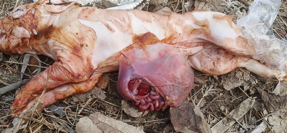 刚出生的小猪肚脐掉出肠子,小猪脐疝漏肠最简单的办法