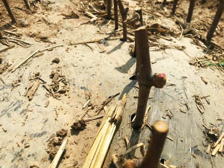 年前扦插的葡萄枝发芽晚咋回事,葡萄刚发嫩枝干枯死掉是什么病